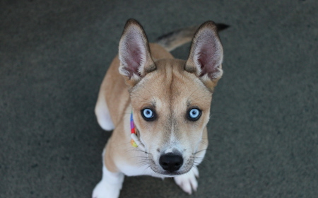 Te Waihou tile image