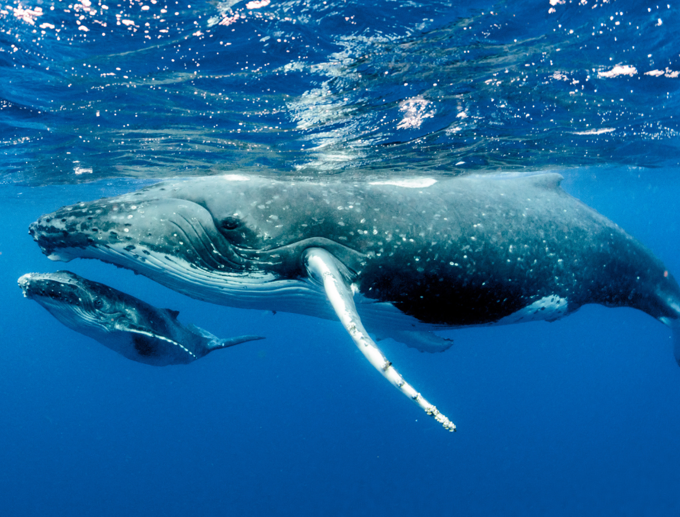 Legend Of The Seven Whales