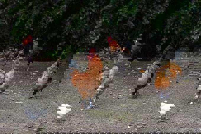 Titirangi chickens go global