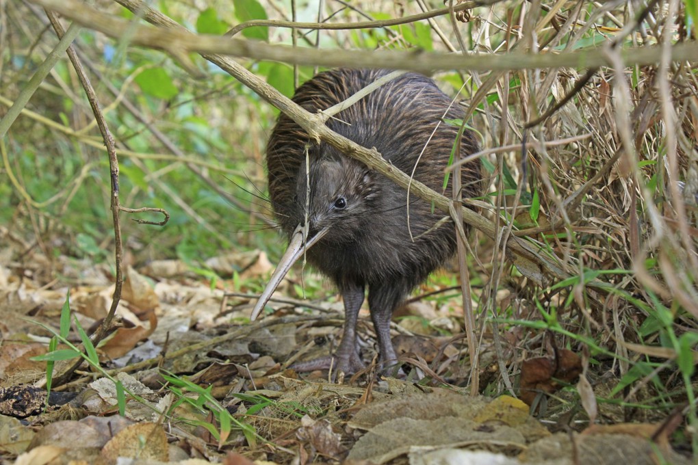 Kiwi bird
