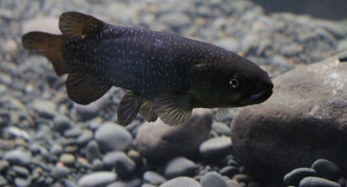 Giant Kokopu spawning 1