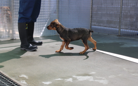 Sir Tristram (ON HOLD) tile image