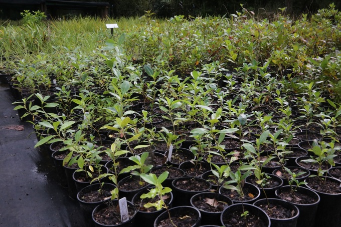 Kapatiki Project C.jpg