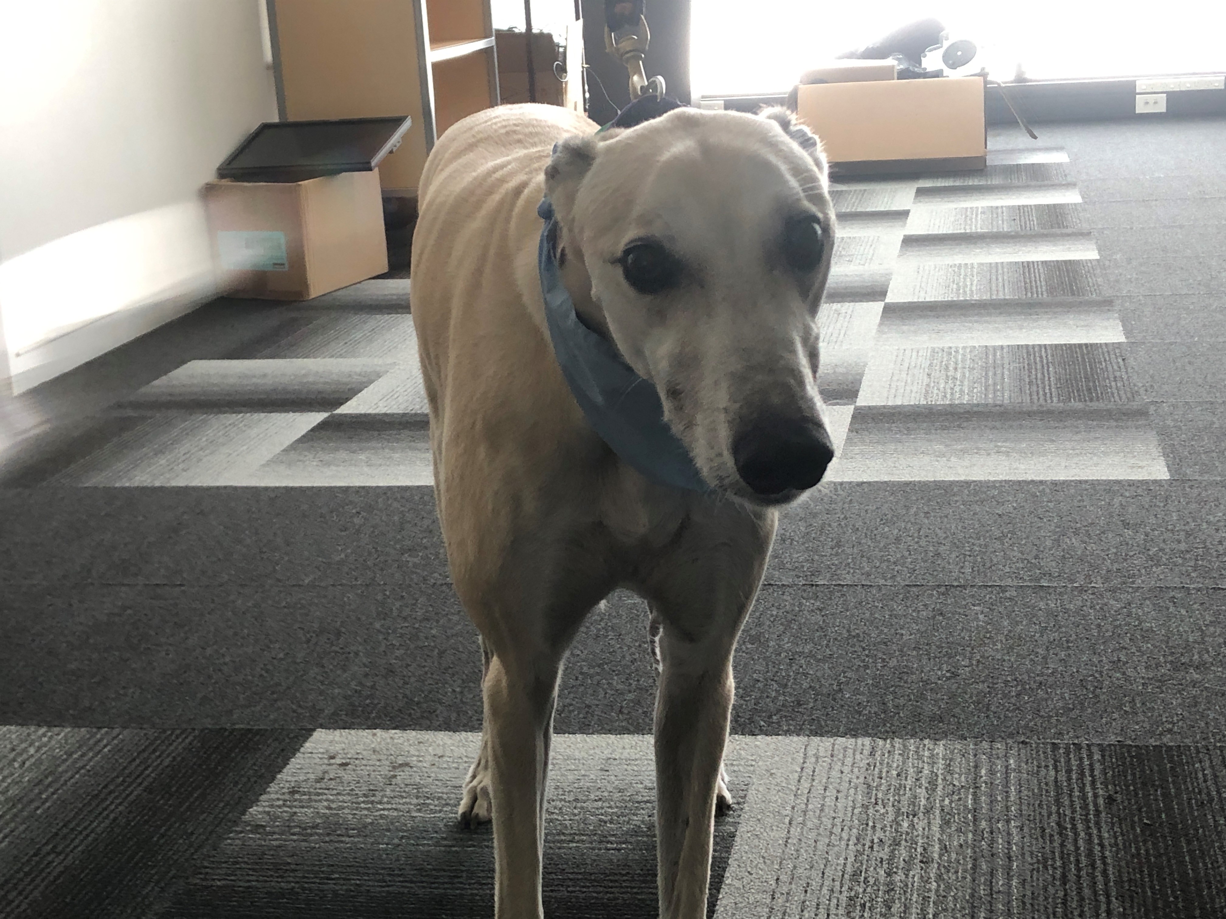 Clyde the retired greyhound popped in on the board's business meeting to add his voice (woof - though he remained absolutely silent throughout) to deputations interested in the future of the Manukau Sports Bowl.