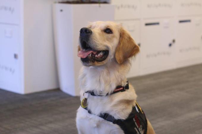 Maggie the Mobility Dog in training 3.jpg