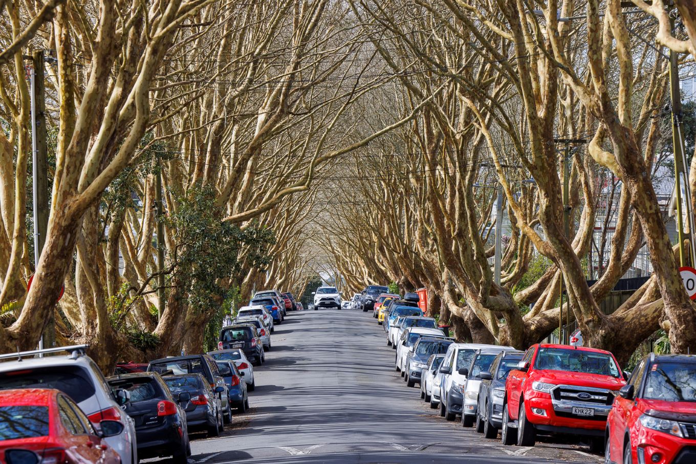 Trees lining an Auckland street. Photo: Auckland Council.