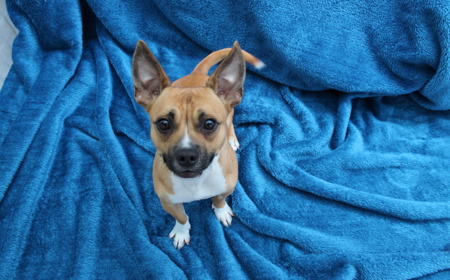 Pāeroa (ON HOLD) tile image