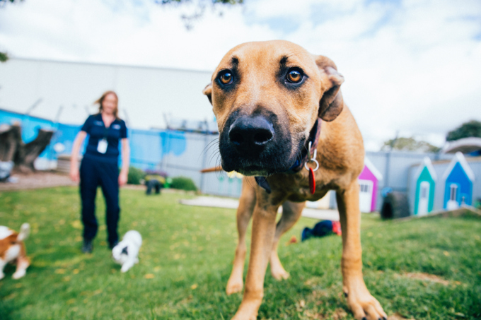 Canines On The Roam1