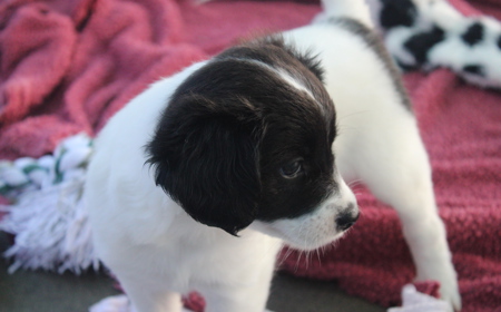 Squirtle (ON HOLD) tile image