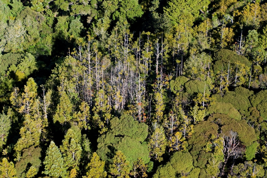 Kauri  dieback 4