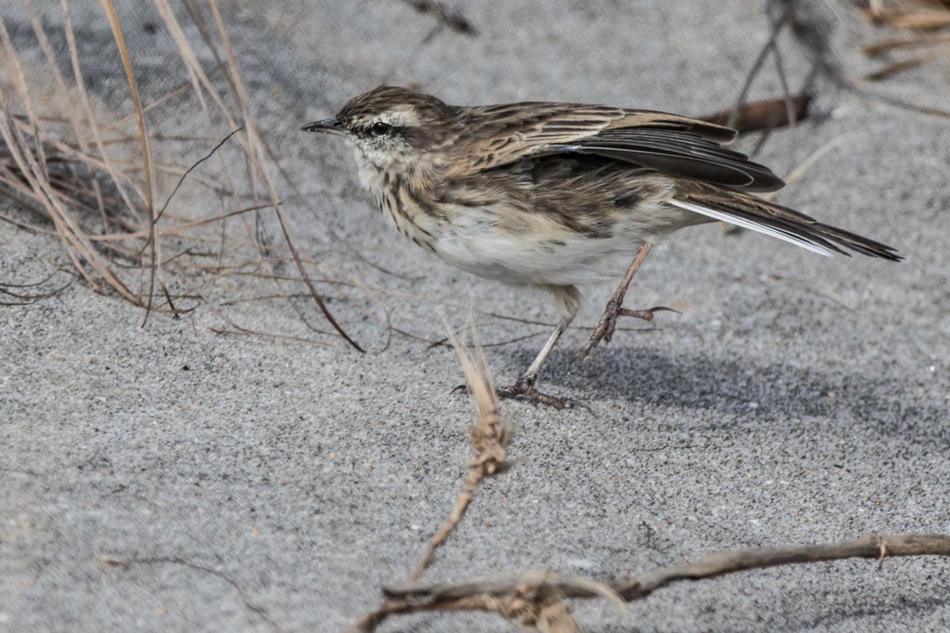The tiny threatened pipit camouflaged on a beach.