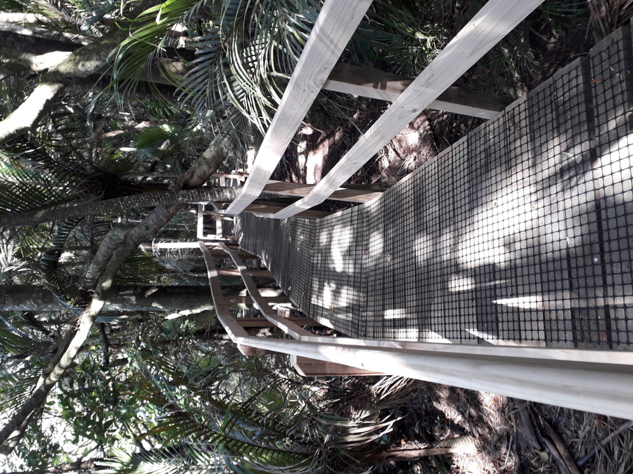 Kauri dieback local parks