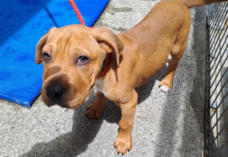 Dog Tile Image Burger 2 770X530