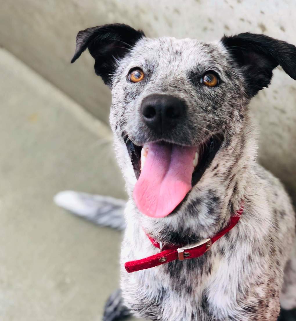 Adorable adoptables: Ash