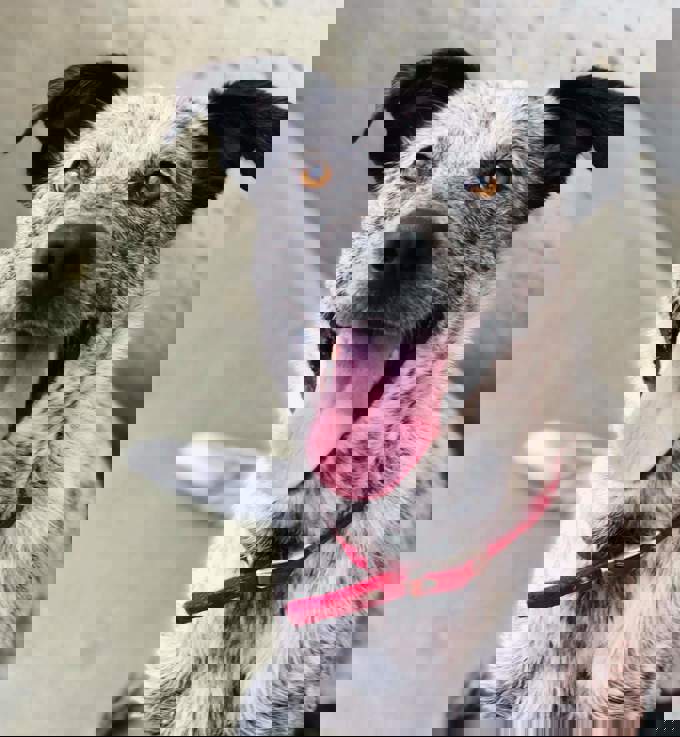 Adorable adoptables: Ash