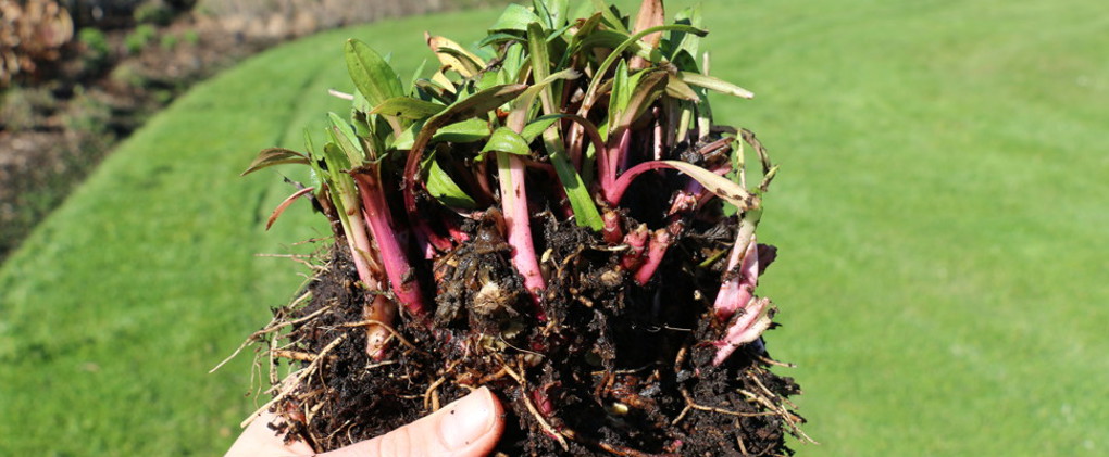 perennial plant dividing_f0snngli.jpg