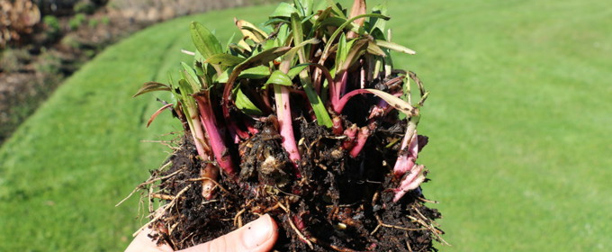 perennial plant dividing_f0snngli.jpg