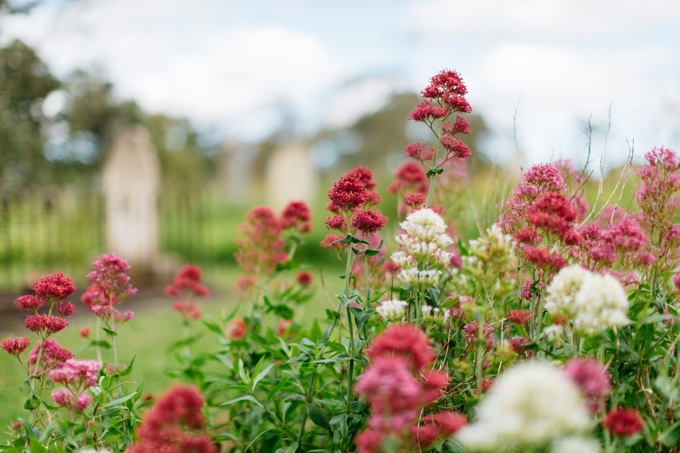 Wild Flowers At Waikumete Cemetery