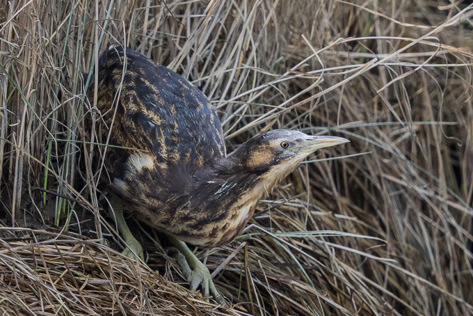 Australasian Bittern Photo Credit Imogen Warren