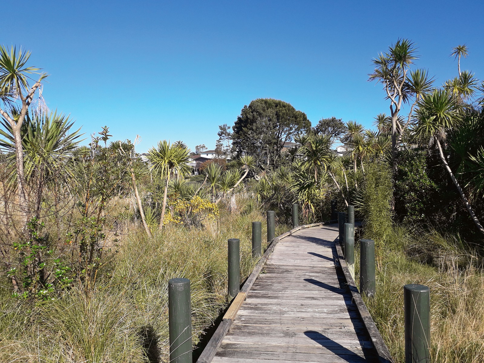 Kohuora Short Loop Path