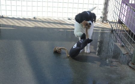 Squirtle (ON HOLD) tile image