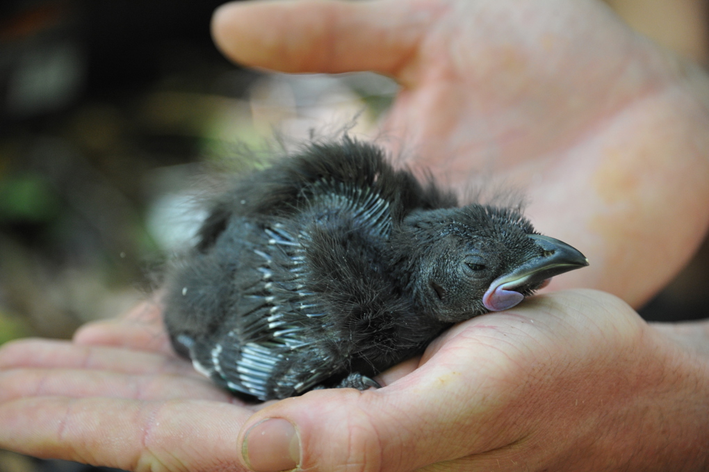 Hunua kokako