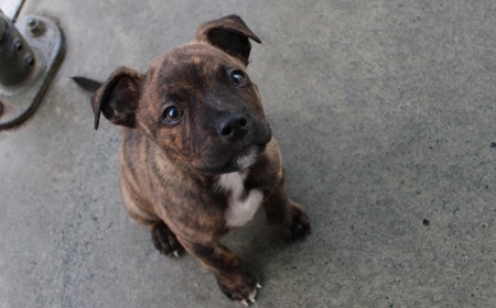 Secretariat tile image