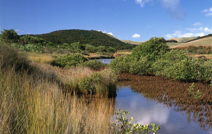 Wetlands at Whakanewha Regional Park