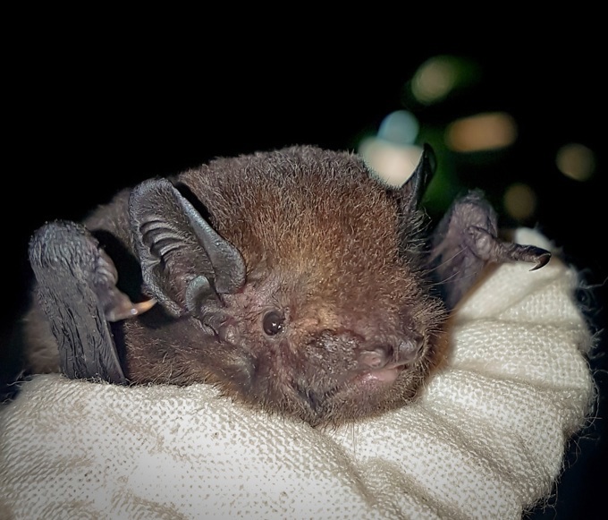 long-tailed-bat-waitakere-ranges-credit-ian-davidson-watts_fkl14btg.jpg