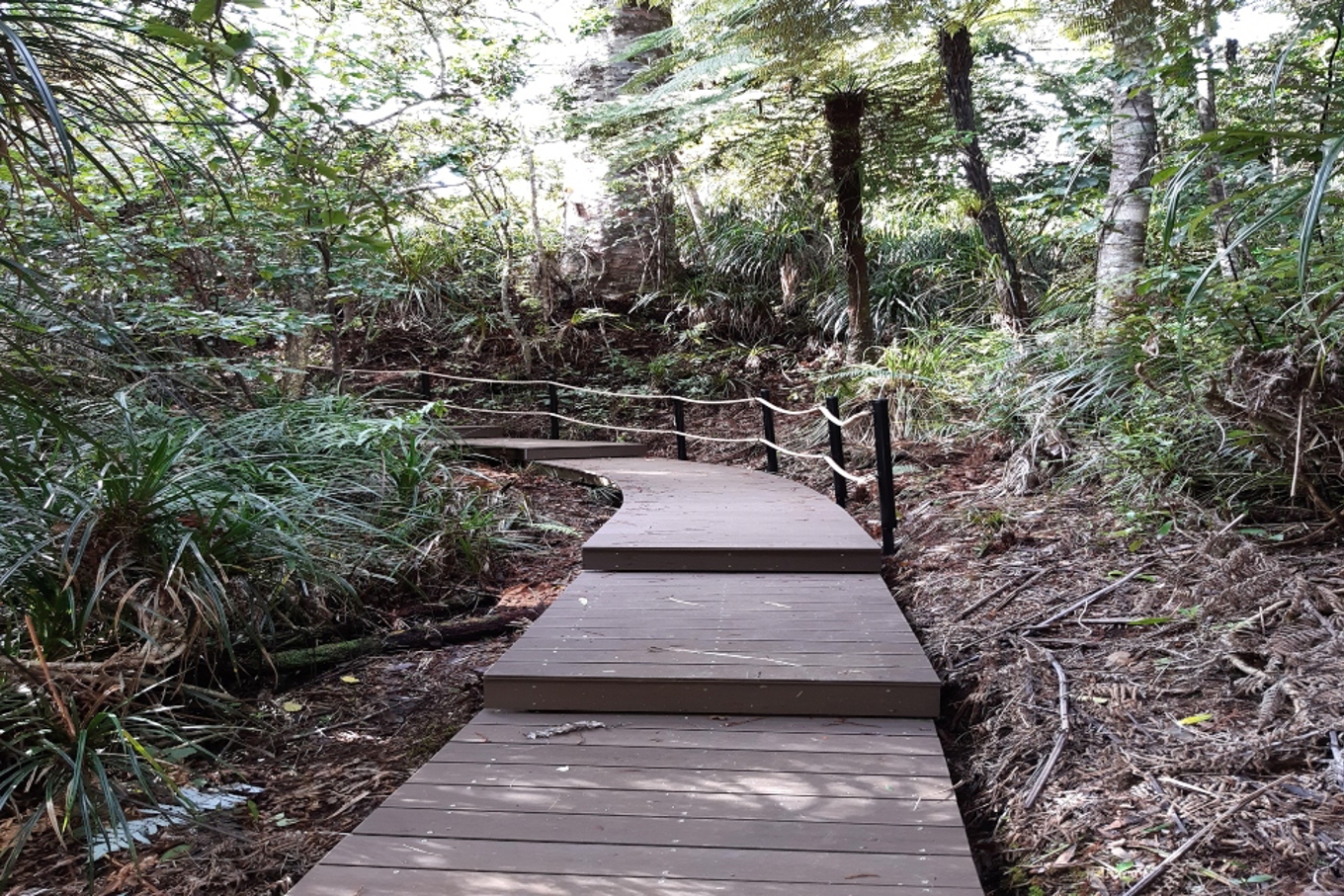 Much Loved Spraggs Bush Track Reopens OurAuckland