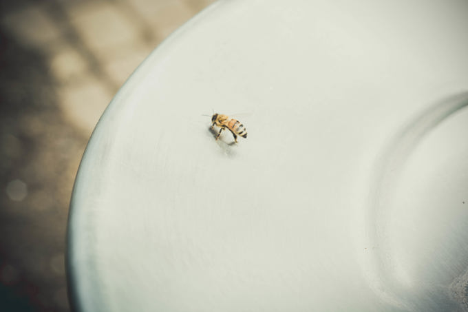 Bee on plate