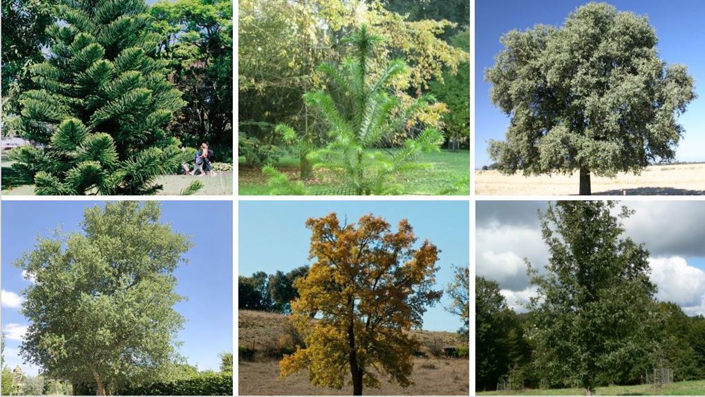 Domain Trees