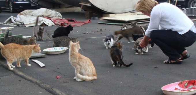 Focus on cats in Onehunga