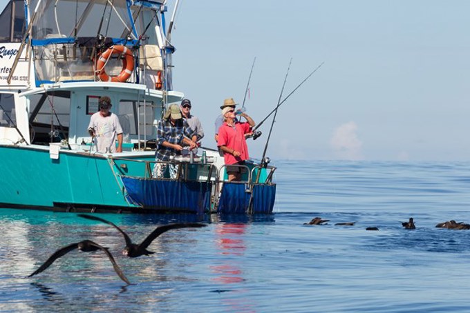 Fish seabird smart this summer