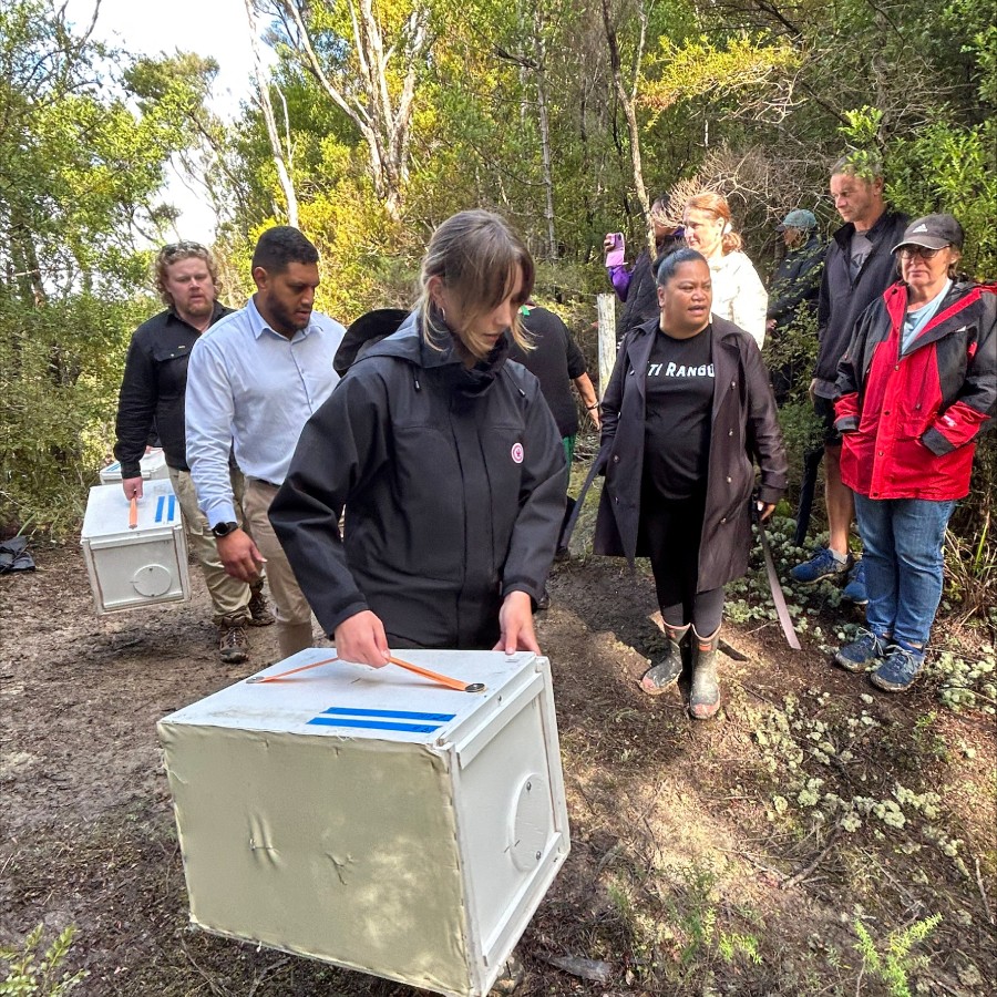 Pōpokotea / whitehead arriving at their new home in Mataia.