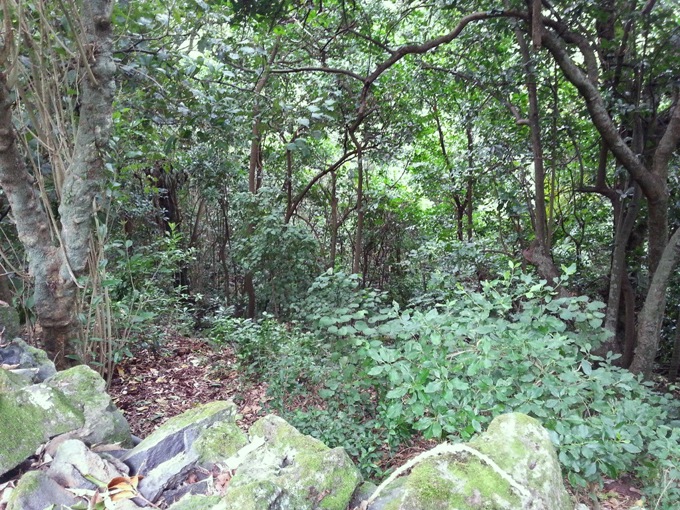 Restoring one of the world’s rarest ecologies 2