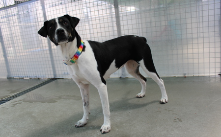 Taurus (ADOPTED) tile image