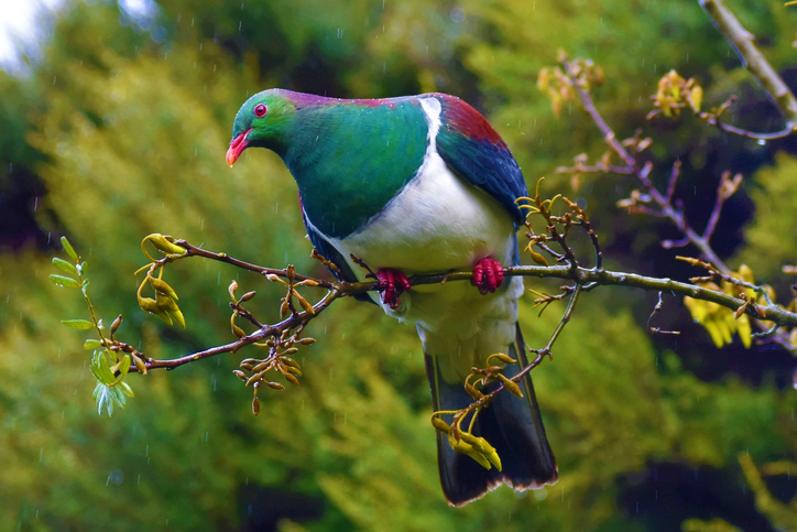 Revegetation and pest trapping at Te Auaunga (Oakely Creek) has seen more kererū return to the area.