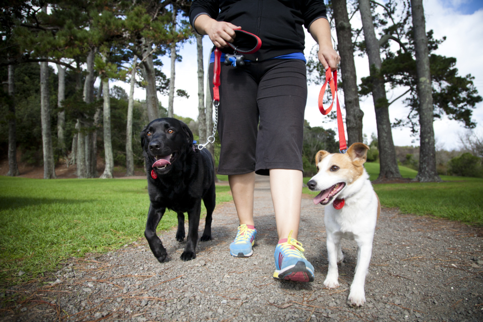 are karaka berries poisonous to dogs