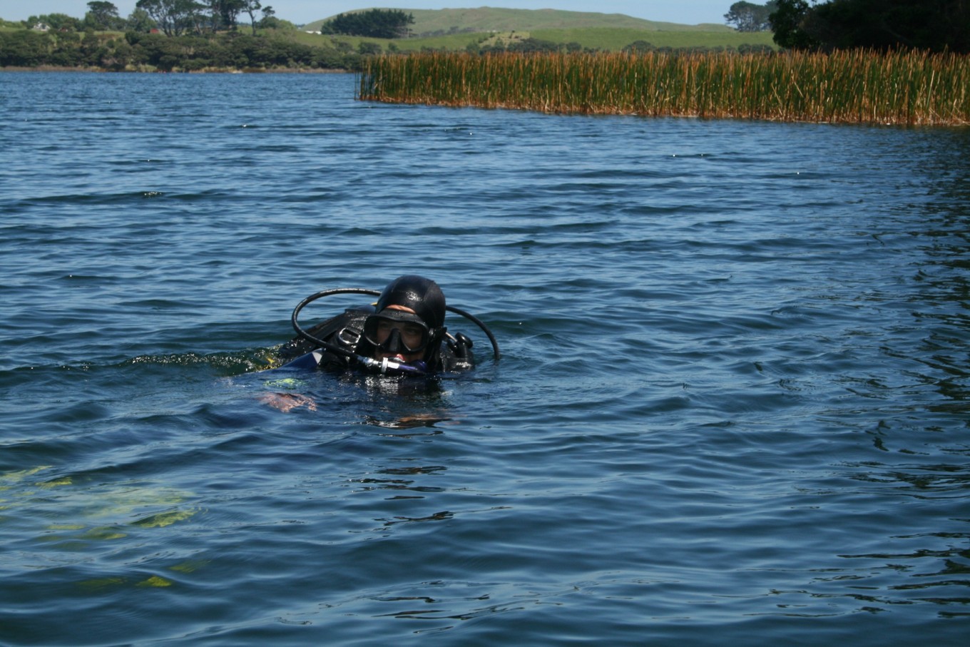 A diver in the wetlands of Tāmaki Makaurau / Auckland. 