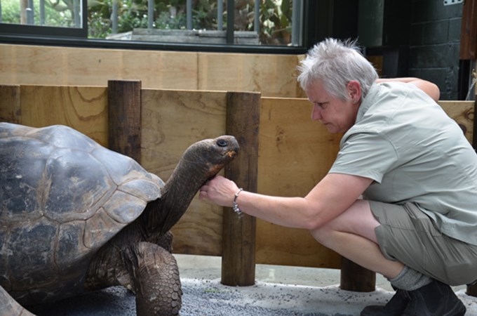 Galapagos tortoises home for Christmas