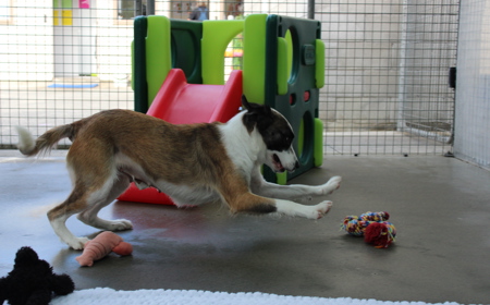 Perendale tile image