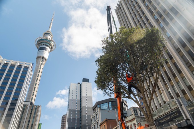 Tree Planting And Skytower