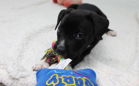 Badger (ON HOLD) tile image