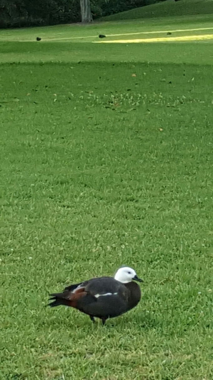 Lonely duck languishes for love