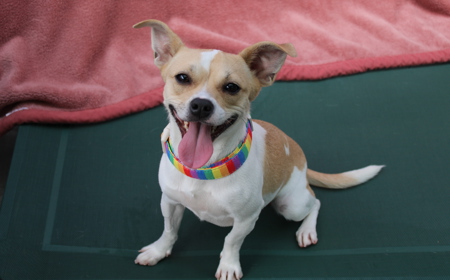 Takapō (ON HOLD) tile image