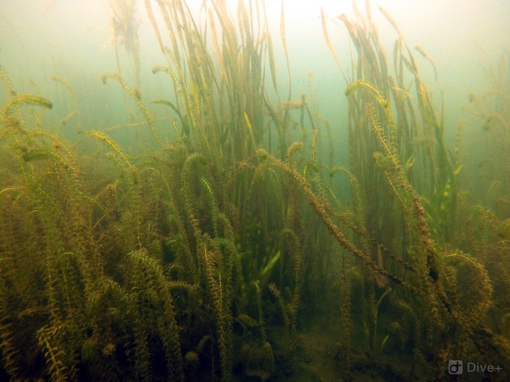 Lake Pupuke 5