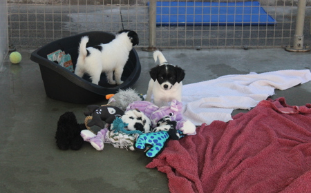 Squirtle (ON HOLD) tile image