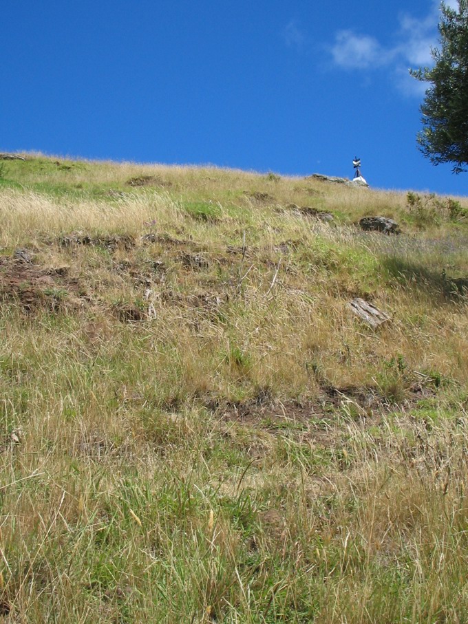 Oma rāpeti! Protecting our maunga from pests 2