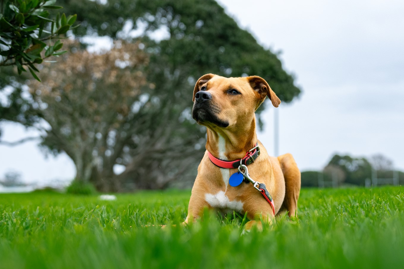 A dog with a blue collar tag.